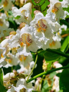 Katalpa bignonioides orta büyüklükteki yapraklı süs ağacı, beyaz puro şeklindeki çiçek kümeleriyle dolu dallar,.