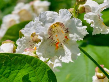 Hindistan fasulye ağacı Catalpa bignonioides, Güney Katalpa ya da puro ağacı olarak da bilinir..
