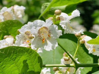 Hindistan fasulye ağacı Catalpa bignonioides, Güney Katalpa ya da puro ağacı olarak da bilinir..