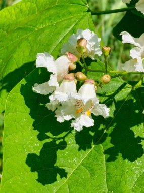 Hindistan fasulye ağacı Catalpa bignonioides, Güney Katalpa olarak da bilinir..