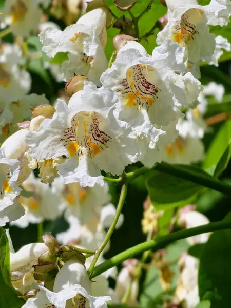 Katalpa bignonioides orta büyüklükteki yapraklı süs ağacı, beyaz puro şeklindeki çiçek kümeleriyle dolu dallar,.