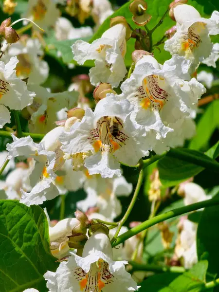 Katalpa bignonioides, beyaz puro şeklindeki çiçek kümelerinin olduğu, orta büyüklükte, yaprak döken, süslemeli bir ağaçtır..