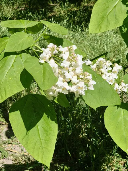 Hindistan fasulye ağacı Catalpa bignonioides, Güney Katalpa veya puro ağacı olarak da bilinir..