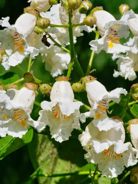 Hindistan fasulye ağacı Catalpa bignonioides, Güney Katalpa ya da puro ağacı olarak da bilinir..