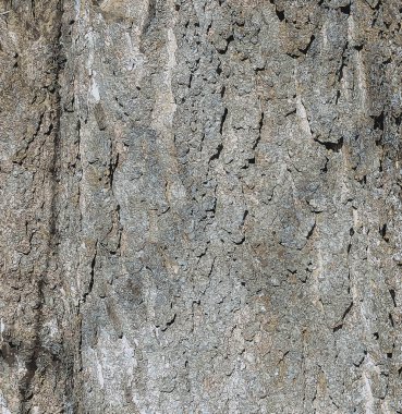 Hackberry kabuk dokusunun vektör çizimi. Hackberry kabuğunun dokusu. Yabanmersini kabuğu geçmişi. Yabanmersini ağacı gövdesi, Kelt bataryası..