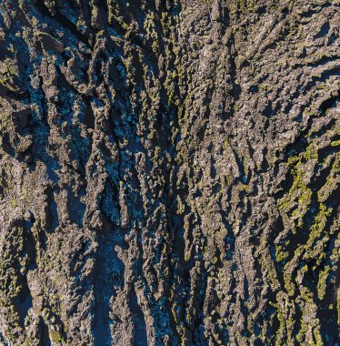 Hackberry kabuk dokusunun vektör çizimi. Hackberry kabuğunun dokusu. Yabanmersini kabuğu geçmişi. Yabanmersini ağacı gövdesi, Kelt bataryası..