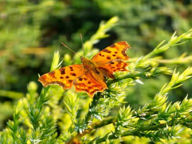 Shaggy Butterfly Polygonia bir ardıç dalında c albümü.