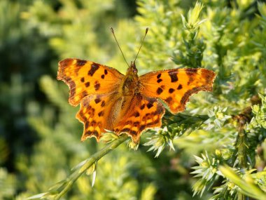 Renkli bir Turuncu Virgül Kelebeği 'ne doğal yakın plan, Kanatları açık Polygonia c-albümü.