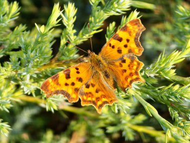 Renkli Turuncu Virgül Kelebeği 'ne doğal yakın plan, Kanatları açık Polygonia c-albümü.