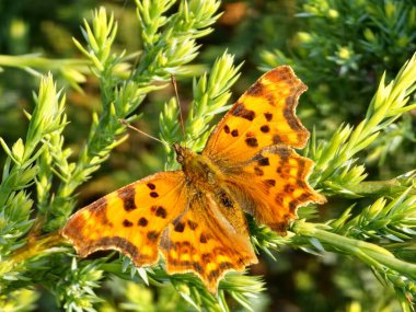 Shaggy Butterfly Polygonia C albümü ardıç dalında.