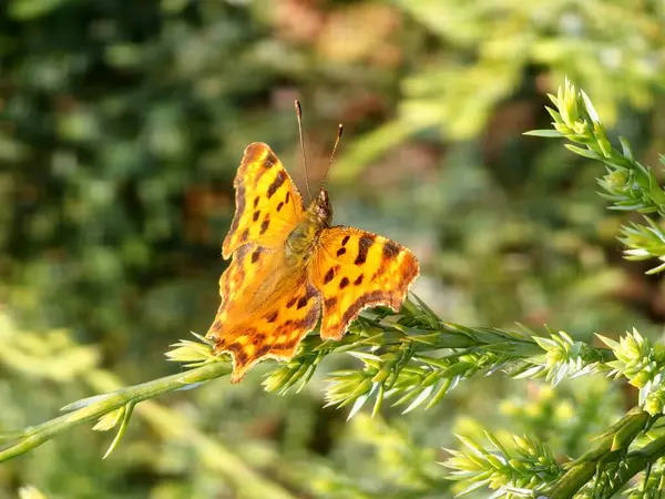 Shaggy Butterfly Polygonia bir ardıç dalında c albümü.