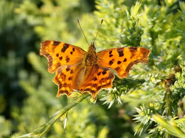 Renkli bir Turuncu Virgül Kelebeği 'ne doğal yakın plan, Kanatları açık Polygonia c-albümü.