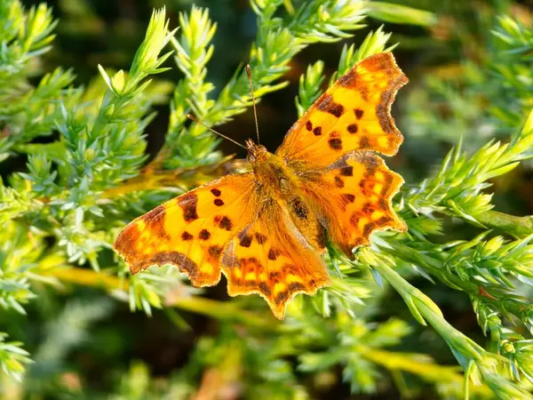 Renkli Turuncu Virgül Kelebeği 'ne doğal yakın plan, Kanatları açık Polygonia c-albümü.
