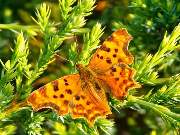 Shaggy Butterfly Polygonia C albümü ardıç dalında.