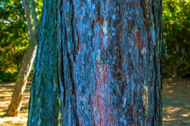 Siyah çam kabuğu yakın plan. Pinus Nigra 'nın gövdesinin dokusu. Yaşayan bir ormanın arka planı. Orman doğası teni.