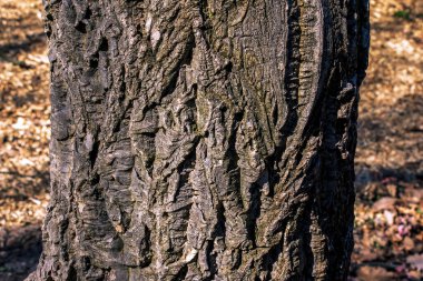 Amur kadife kabuğu, ya da Amur mantar ağacı, Phellodendron amurisi. Mantar ağacı kabuğu dokusu. Yaşlı ağaç kabuğu dokusu. Doğal arkaplan.