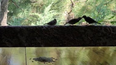 Serçe anne ve yavrular. Anne serçe yavruları pirinç taneleriyle besler..