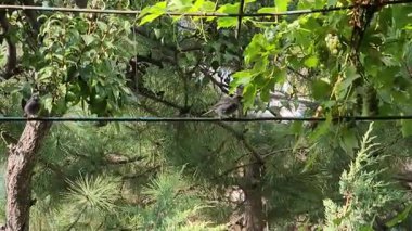 Serçeler bir ateşe oturur ve yiyecek arar.. 