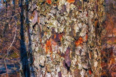 Rowan yakından havlıyor. Sorbus Torminalis L. 'in gövde dokusu. Yaşayan ahşaptan. Orman doğası..
