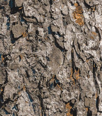 Rowan 'ın kabuk görüntüsü. Yakın plan. Sorbus Torminalis L. 'in gövdesinin dokusu. Yaşayan ahşap arka plan. Ormanın doğası böyle..