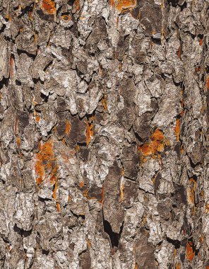 Rowan 'ın kabuk görüntüsü. Yakın plan. Sorbus Torminalis L. 'in gövde dokusu. Yaşayan ahşaptan. Orman doğası..