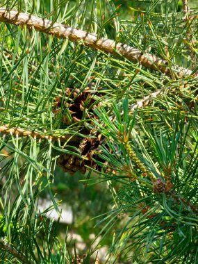 Güneşli bir günde köknar ağacının dallarında çam kozalakları.