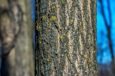 Japon pagoda ağacı kabuğu detayı. Yakın plan. Latince adı Styphnolobium japonicum, Sophora japonica.