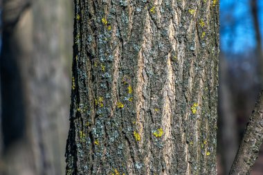 Japon pagoda ağacı kabuğu detayı. Latince adı Styphnolobium japonicum, Sophora japonica.
