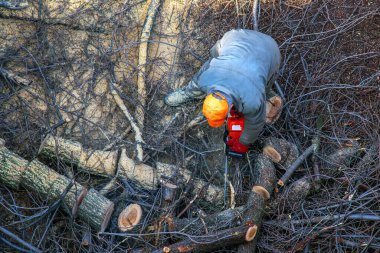 Belediye çalışanı, bir apartmanın avlusundaki ağaç dallarını kesip kaldırdı..