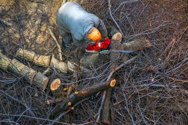 Belediye çalışanı apartmanın avlusundaki ağaç dallarını kesiyor ve kaldırıyor. Yukarıdan görüntüle.