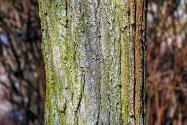 Genellikle Pagoda ağacı olarak bilinen Styphnolobium japonicum kabuğunun dokusu.