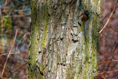 Styphnolobium japonicum kabuğunun dokusu yaygın olarak Pagoda ağacı olarak bilinir..