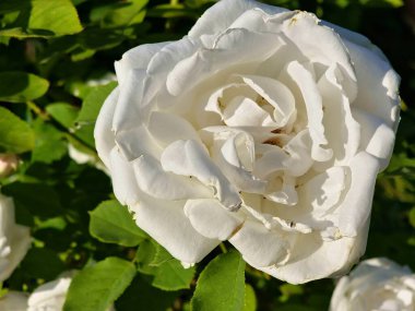 Yeşil yapraklı arka planda beyaz gül çiçekleri. Güneşli bir günde beyaz taç yapraklarının çiçek dokusu. Üst görünüm.