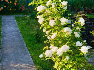 Gün batımında açık havada büyük çiçeklerle açan beyaz güller. Yaz sezonu. Çiçek dokusu.