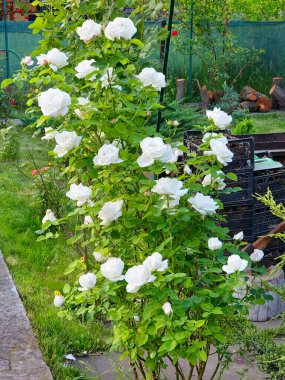 Açık havada açan beyaz güller kapanıyor. Yaz sezonu. Çiçek dokusu.