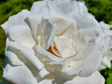 Beyaz gül çiçeği yaklaş. Güneşli bir günde beyaz taç yapraklarının çiçek dokusu.