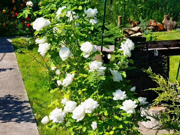 Kapıda çiçek açan beyaz güllerin çalılığı. Yaz sezonu. Çiçek dokusu.