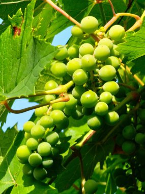 Bir avuç olgunlaşmış şarap üzümü. Beyaz şarap yapmak için beyaz muscat üzümü. Yakın plan..