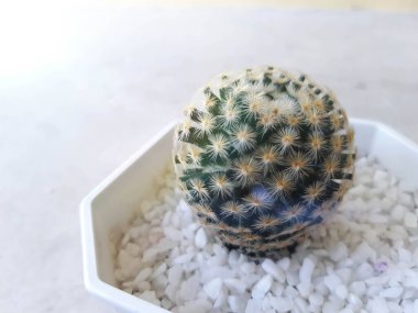 Kaktüs yakın plan. Ev içi bitkiler 