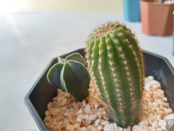 Cactus Close Home Indoor Plants — Stock Photo, Image
