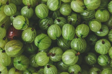 Gooseberry texture, a crop of ripe gooseberries. Berries of gooseberry close-up. Fresh gooseberries on dark background. Fresh gooseberries texture background. Top view.