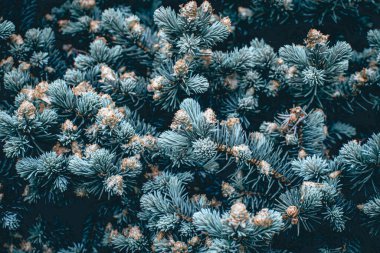 Green branches of a pine tree close-up, short needles of a coniferous tree green background, texture of needles of a Christmas tree. Blue spruce, fir tree brunch texture. High quality photo.