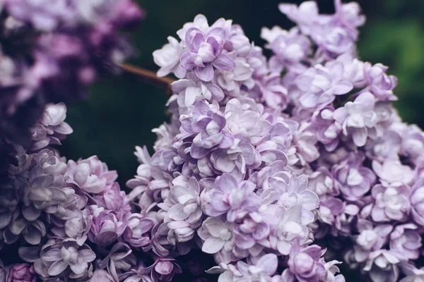 Beautiful lilac flowers. Spring blossom. Blooming lilac bush with tender tiny flower. Purple lilac flower on the bush. Summer time. Background. High quality photo.