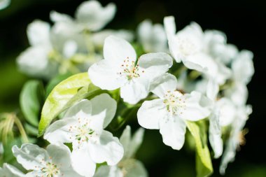 Bahar zaman işareti olarak kiraz ağacı çiçeği. Doğa arka plan. Seçici odak.