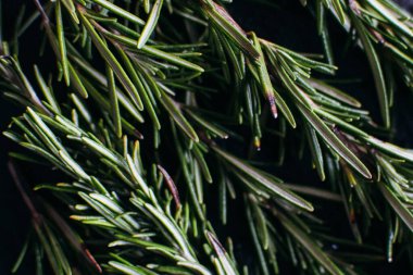 Fresh green sprig of rosemary. Rosemary branch macro texture. Detail of fresh rosemary herb. Top view. High quality photo.