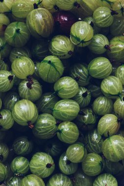 Gooseberry texture, a crop of ripe gooseberries. Berries of gooseberry close-up. Fresh gooseberries on dark background. Fresh gooseberries texture background. Top view.