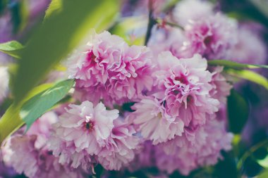 Selective focus of beautiful branches of pink Cherry blossoms on the tree under blue sky. Beautiful Sakura flowers during spring season in the park. Flora pattern texture. Nature floral background. 