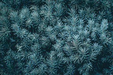 Green branches of a pine tree close-up, short needles of a coniferous tree green background, texture of needles of a Christmas tree. Blue spruce, fir tree brunch texture. High quality photo.