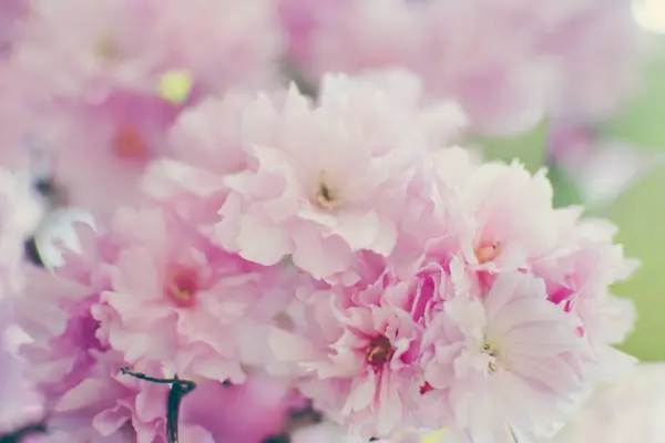 Stock image Selective focus of beautiful branches of pink Cherry blossoms on the tree under blue sky. Beautiful Sakura flowers during spring season in the park. Flora pattern texture. Nature floral background. 