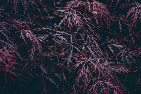 Красная Листва Плачущего Кружева Японского Кленового Дерева Acer Palmatum Background Лицензионные Стоковые Фото